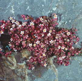 "Sedum dasyphyllum"