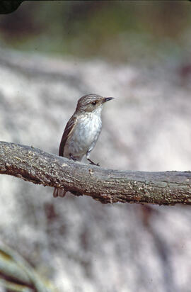 Picamosques ("Muscicapa striata")