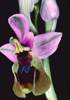 Mosca vermella ("Ophrys tenthredinifera")