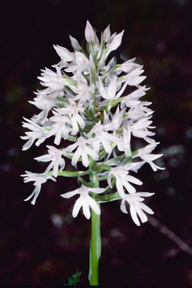 Orquídia piramidal ("Anacamptis pyramidalis")
