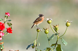 Vitrac ("Saxicola rubicola")