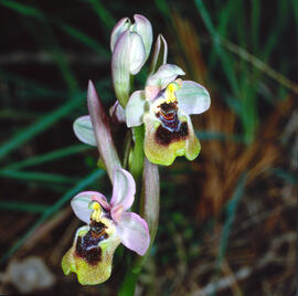 Mosca vermella ("Ophrys tenthredinifera")