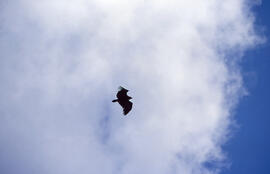 PENDENT D'IDENTIFICAR volant