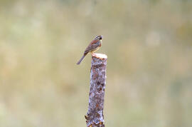 Mascle de sól·lera boscana ("Emberiza cirlus")