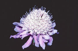 Escabiosa ("Scabiosa atropurpurea")