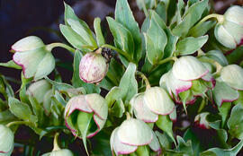 Marxívol ("Helleborus foetidus")
