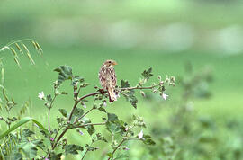 Sól·lera ("Emberiza calandra")