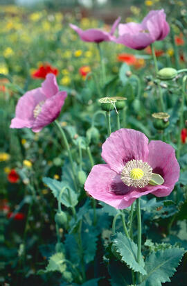 Cascall ("Papaver somniferum")