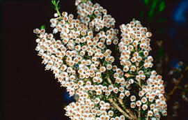 Bruc ("Erica arborea")