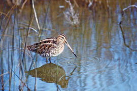 Cegall ("Gallinago gallinago")