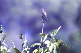 Picamosques ("Muscicapa striata")