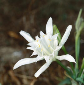 Lliri de mar ("Pancratium maritimum")