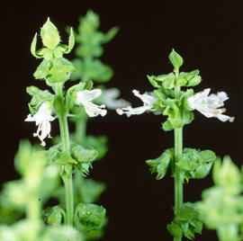 Alfàbrega ("Ocimum basilicum")