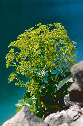 Fèl·lera ("Ferula communis")