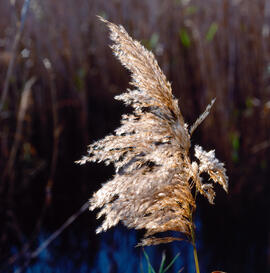 Canya borda ("Phragmites australis")