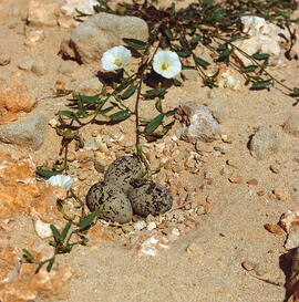 Campaneta ("Convolvulus arvensis")