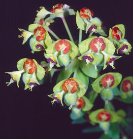Lleteresa vera ("Euphorbia characias")
