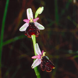 Orquídia ("Ophrys balearica")