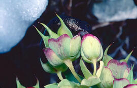 Marxívol ("Helleborus foetidus")