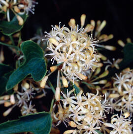 Arítjol ("Smilax aspera")