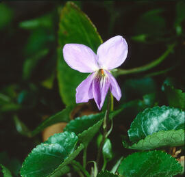 Rabassa llenyosa ("Viola arborescens")