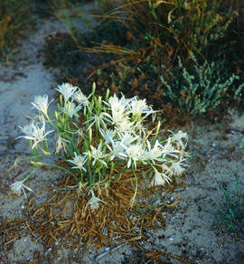 Lliri de mar ("Pancratium maritimum")