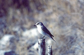 Picamosques ("Muscicapa striata")