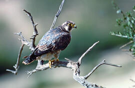 Falcó ("Falco peregrinus")