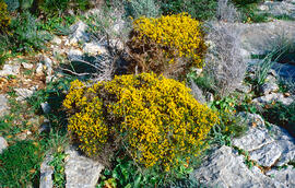 Gatosa ("Genista scorpius")