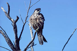 Falcó ("Falco peregrinus")
