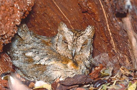 Mussol jove ("Otus scops")