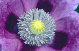 Cascall ("Papaver somniferum")