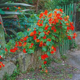Caputxina petita ("Tropaeolum minus")