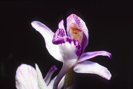 Clavell violaci ("Limodorum abortivum")