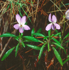 Viola d'olor ("Viola odorata")