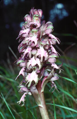 Mosques grosses ("Himantoglossum robertianum")