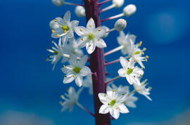 Ceba marina ("Drimia maritima")