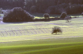 Sembrat entre figueres