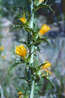 Card de moro ("Scolymus hispanicus")