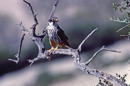 Falcó ("Falco peregrinus")