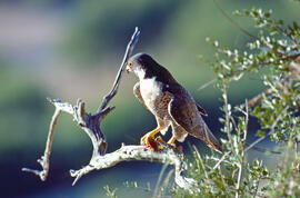 Falcó ("Falco peregrinus")