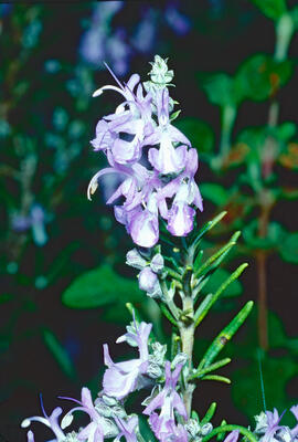 Romaní ("Salvia rosmarinus")