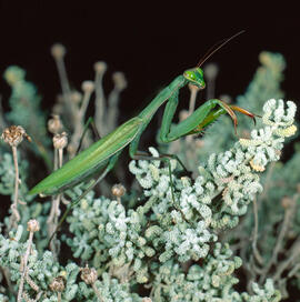 "Santolina decumbens"