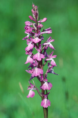 Botons de gos ("Anacamptis palustris")
