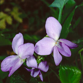 Viola silvestre ("Viola reichenbachiana")