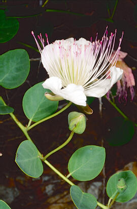 Taperera ("Capparis spinosa")