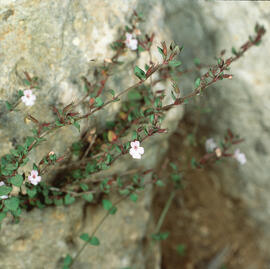 Frigola ("Thymus vulgaris")