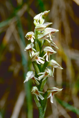 Orquídia ("Neotinea tridentata")