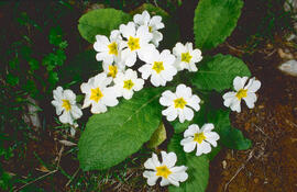 Primavera blanca ("Primula vulgaris")