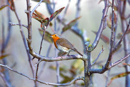 Rupit ("Erithacus rubecula")